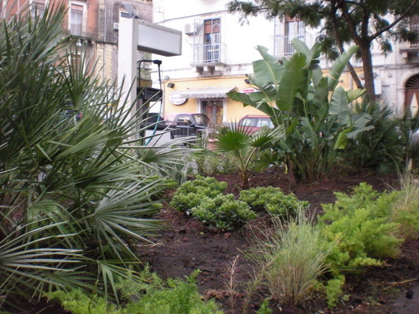 dettaglio-piante-piazza